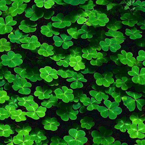 A dense patch of vibrant green shamrock/clover leaves covering the ground, forming a lush, leafy carpet.