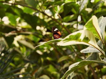 A butterfly with orange, black, and white markings rests on green foliage amid dense leafy branches.