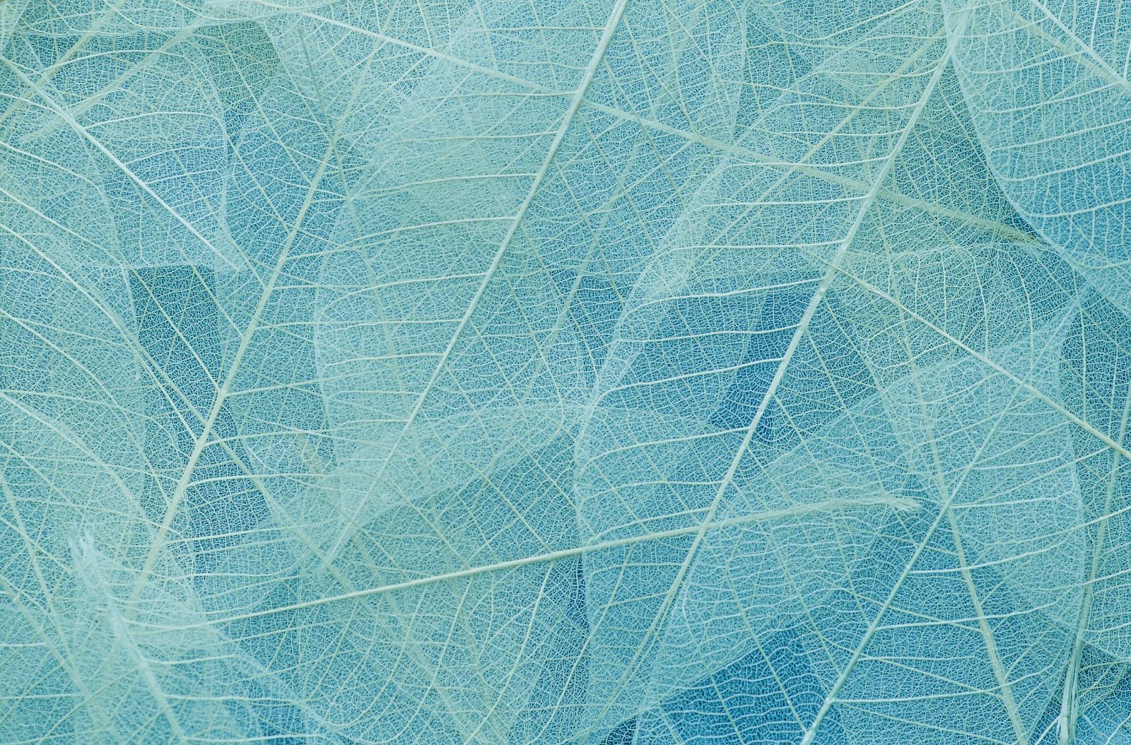 The image shows a pattern of translucent leaf skeletons in shades of blue, creating a delicate and intricate texture.