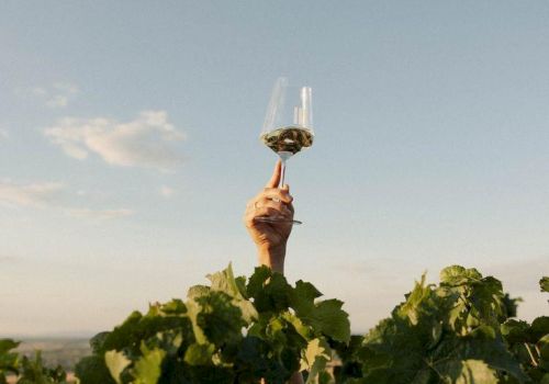 A person holds a small goblet above grapevines at sunset, with a clear blue sky behind them.