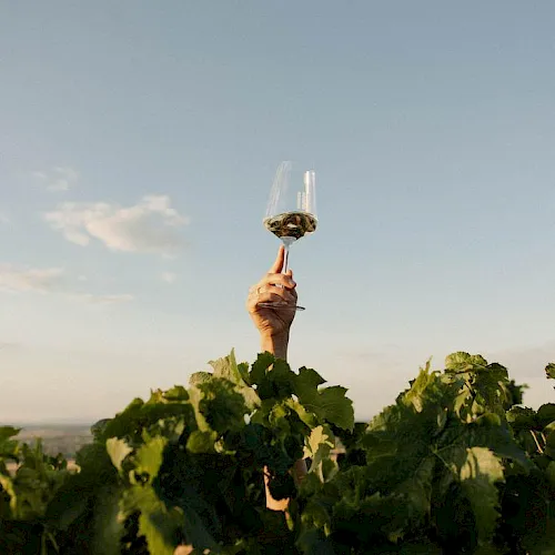 A person holds a small goblet above grapevines at sunset, with a clear blue sky behind them.