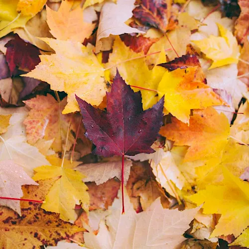 A close-up pile of colorful autumn leaves&mdash;gold, orange, yellow, and deep red&mdash;scattered on the ground for fall scenery.