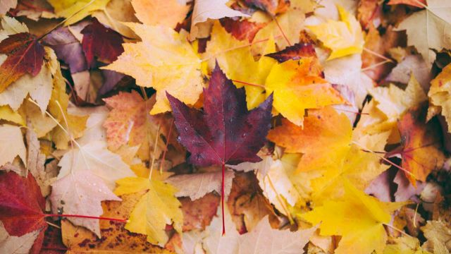 A close-up pile of colorful autumn leaves&mdash;gold, orange, yellow, and deep red&mdash;scattered on the ground for fall scenery.