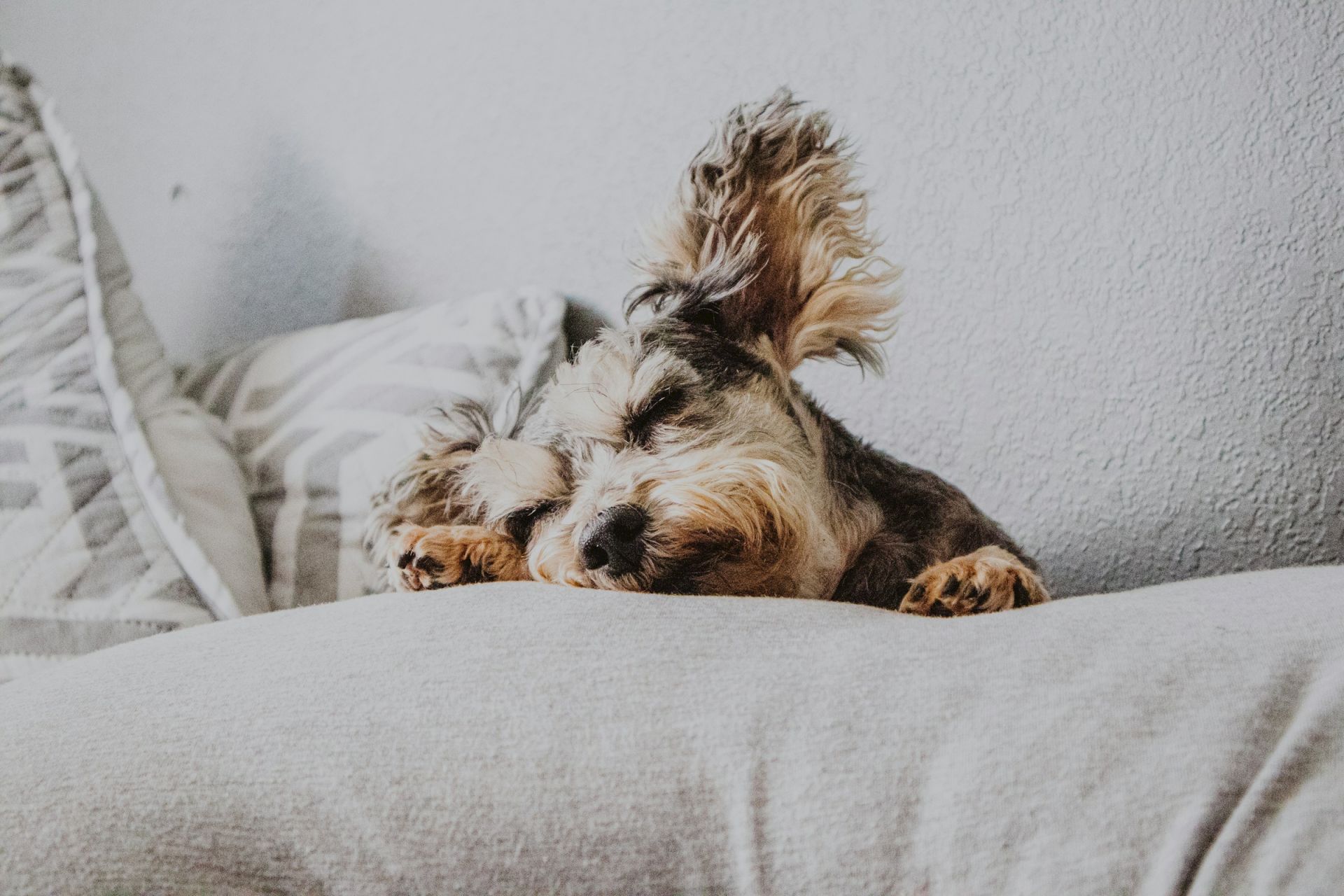 A small dog with fluffy ears is resting on a cushion, looking cozy and relaxed with closed eyes.