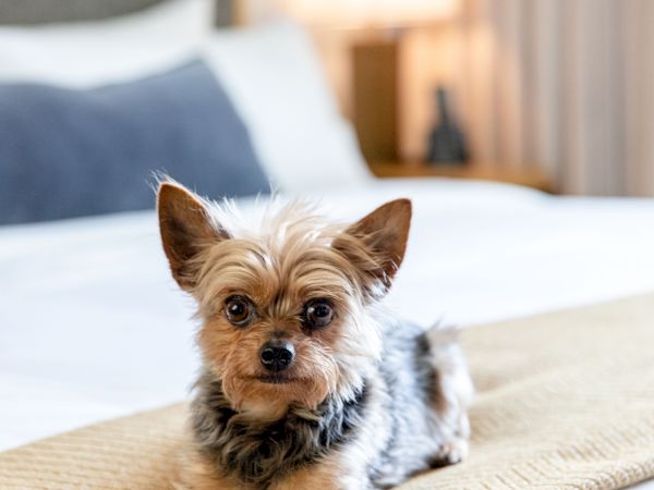 A small Yorkshire Terrier sits on a beige runner atop a neatly made bed, with a blurred nightstand and lamp in the background.