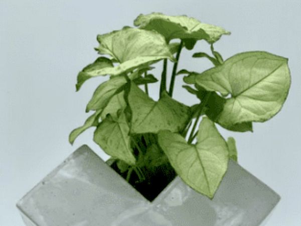 A green plant with heart-shaped leaves in a geometric, angular concrete planter, set against a plain background.