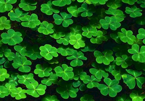 A dense patch of vibrant green shamrock/clover leaves covering the ground, forming a lush, leafy carpet.