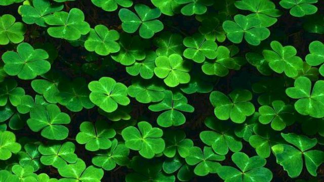 A dense patch of vibrant green shamrock/clover leaves covering the ground, forming a lush, leafy carpet.