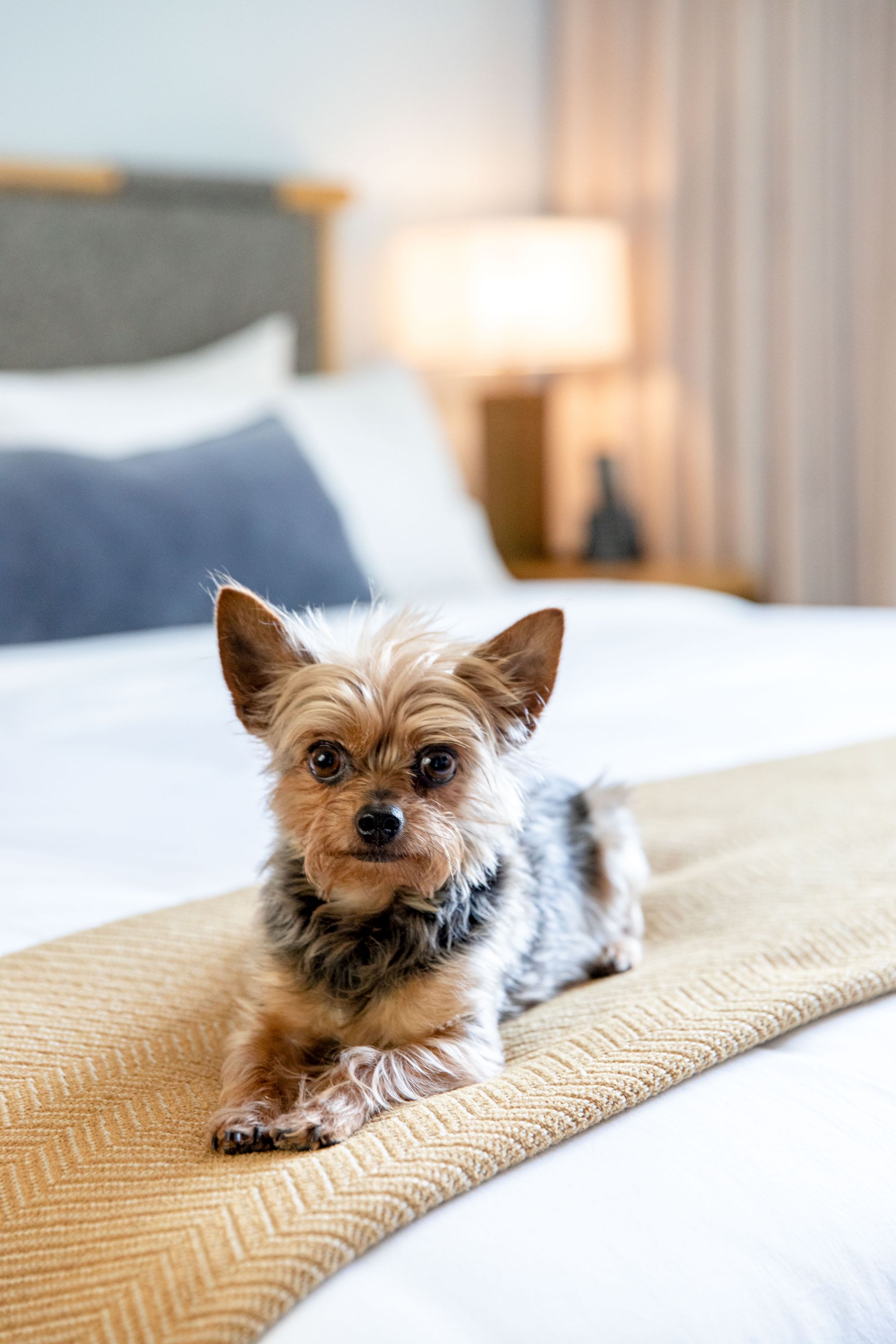 A small Yorkshire Terrier mix lying on a blanket on a bed in a cozy bedroom.